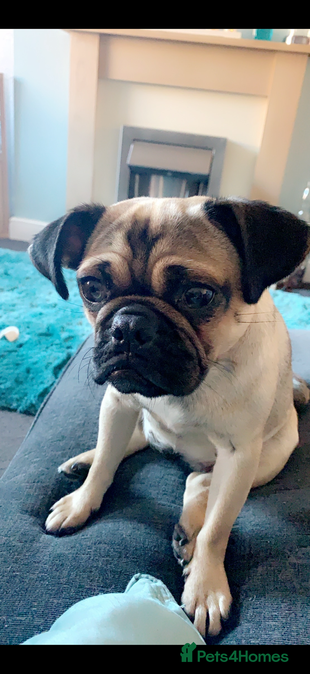 Pug dogs for sale: 🐾 Loving Home Needed for Minnie 🐾 - Image 10