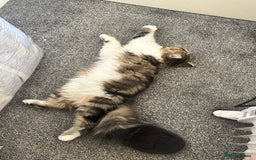 Persian cats for sale: Cute Lazy Persion Boy - Image 8