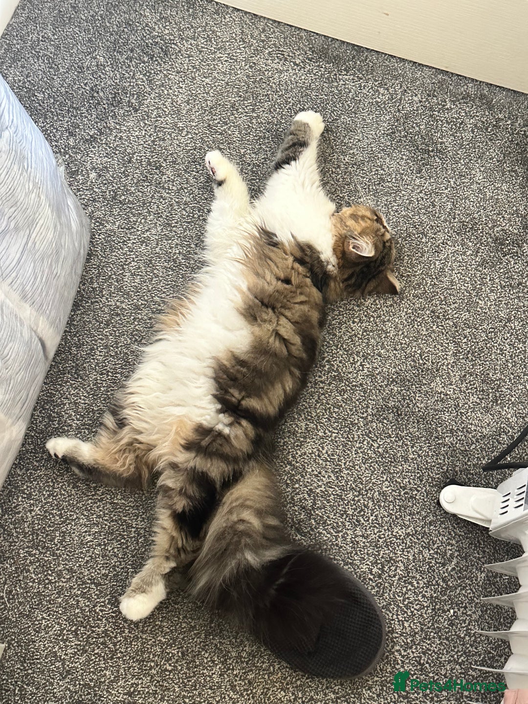 Persian cats for sale: Cute Lazy Persion Boy - Image 8