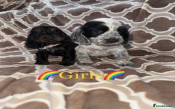 Cocker Spaniel dogs for sale: Cocker spaniel puppy’s - Image 10