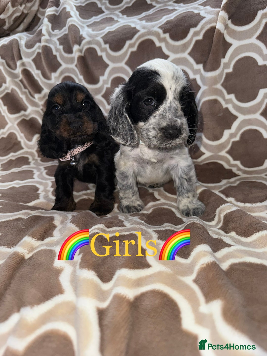 Cocker Spaniel dogs for sale: Cocker spaniel puppy’s - Image 10
