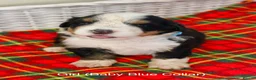 Bernese Mountain Dog dogs for sale: Beautiful Bernese Mountain Dog Puppies - Advert 16