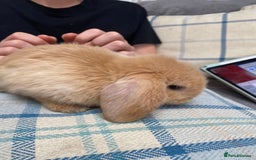Mini Lop rabbits for sale: Two mini lops for sale - Image 8