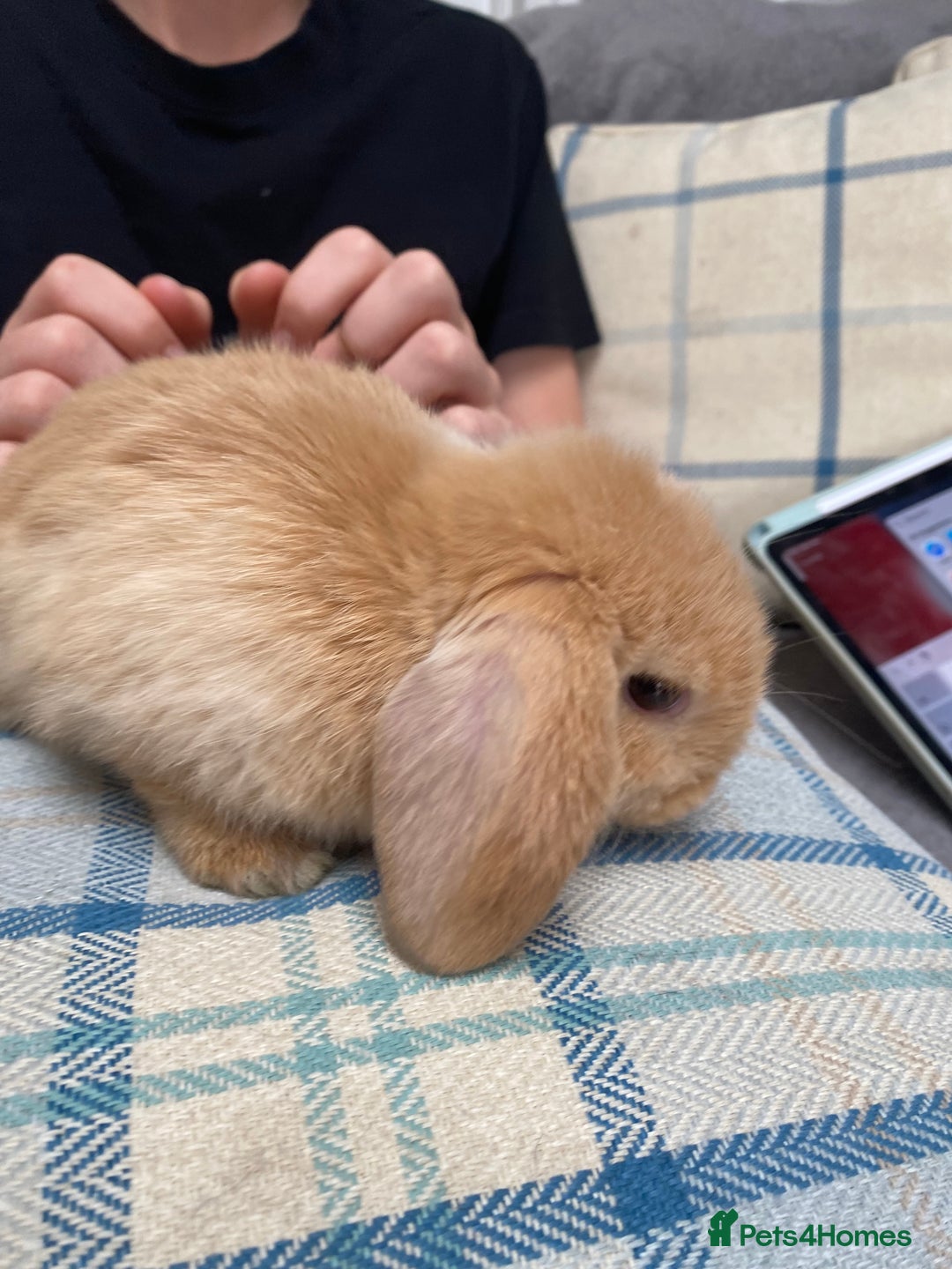 Mini Lop rabbits for sale: Two mini lops for sale - Image 8