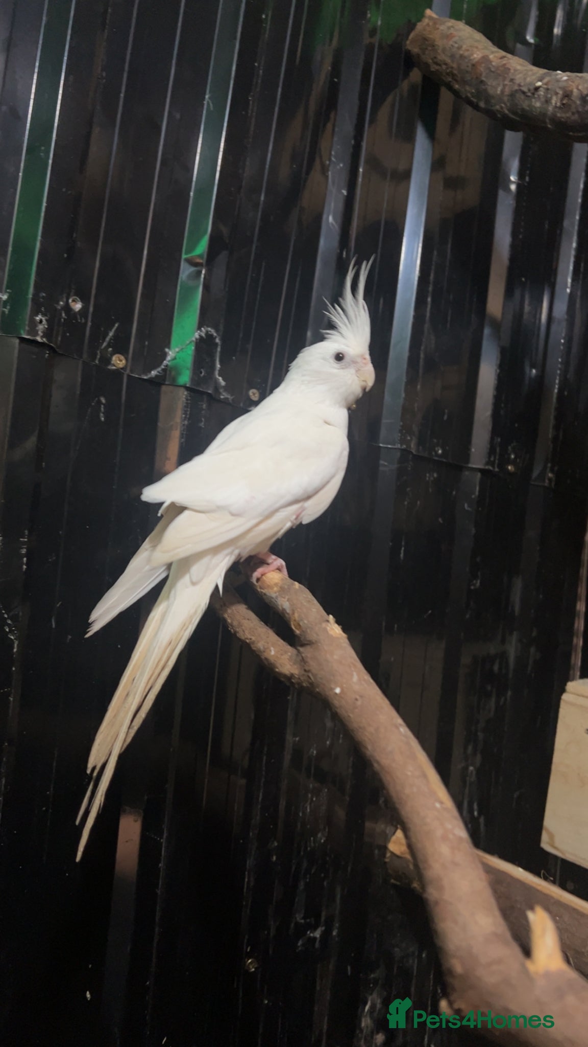 Cockatiels birds Cockatiel  - Advert 5