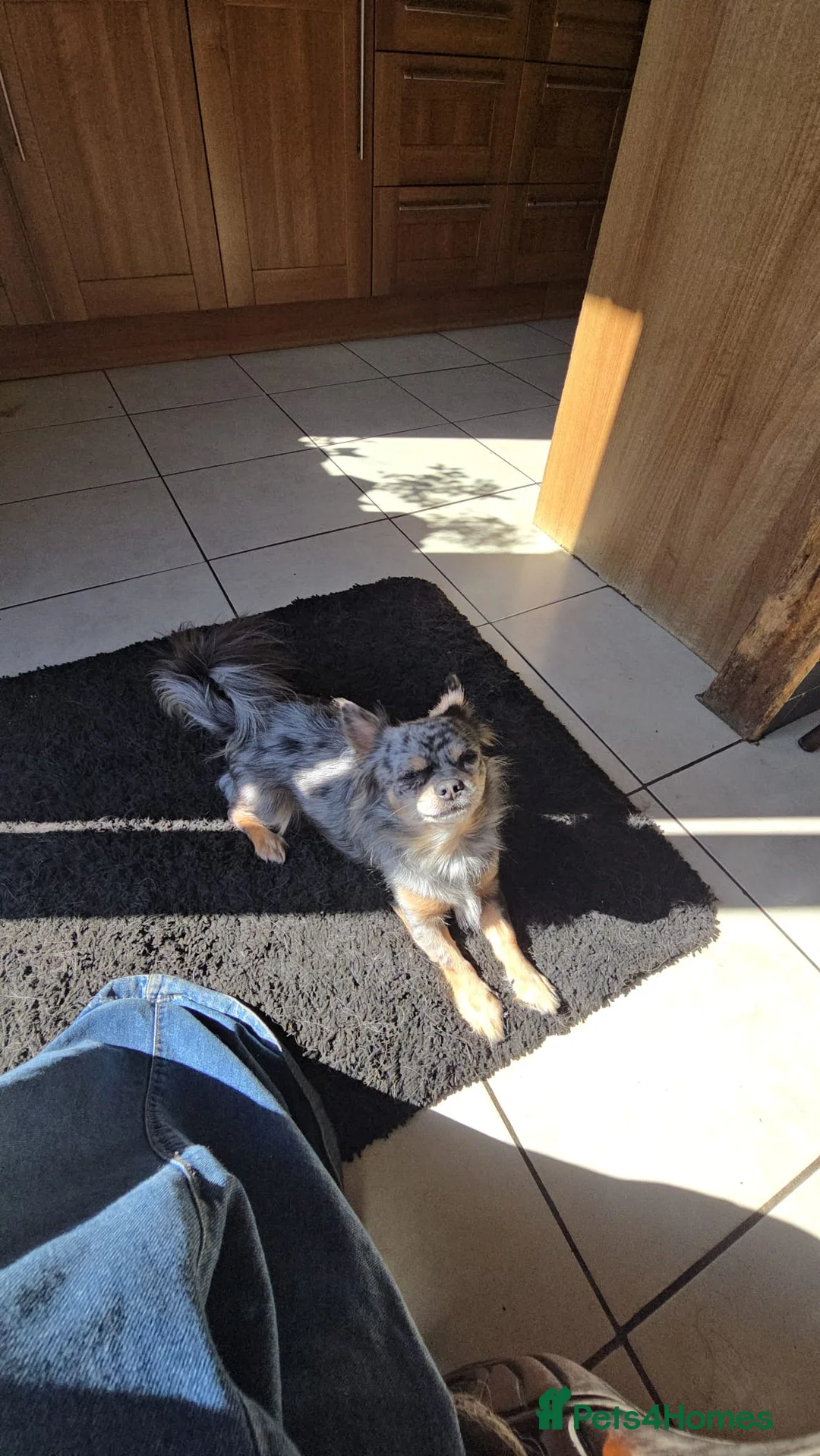 Chihuahua dogs for sale: 🐾 **  Long-Haired Chihuahua Puppy–Deer Head🐾 - Advert 8