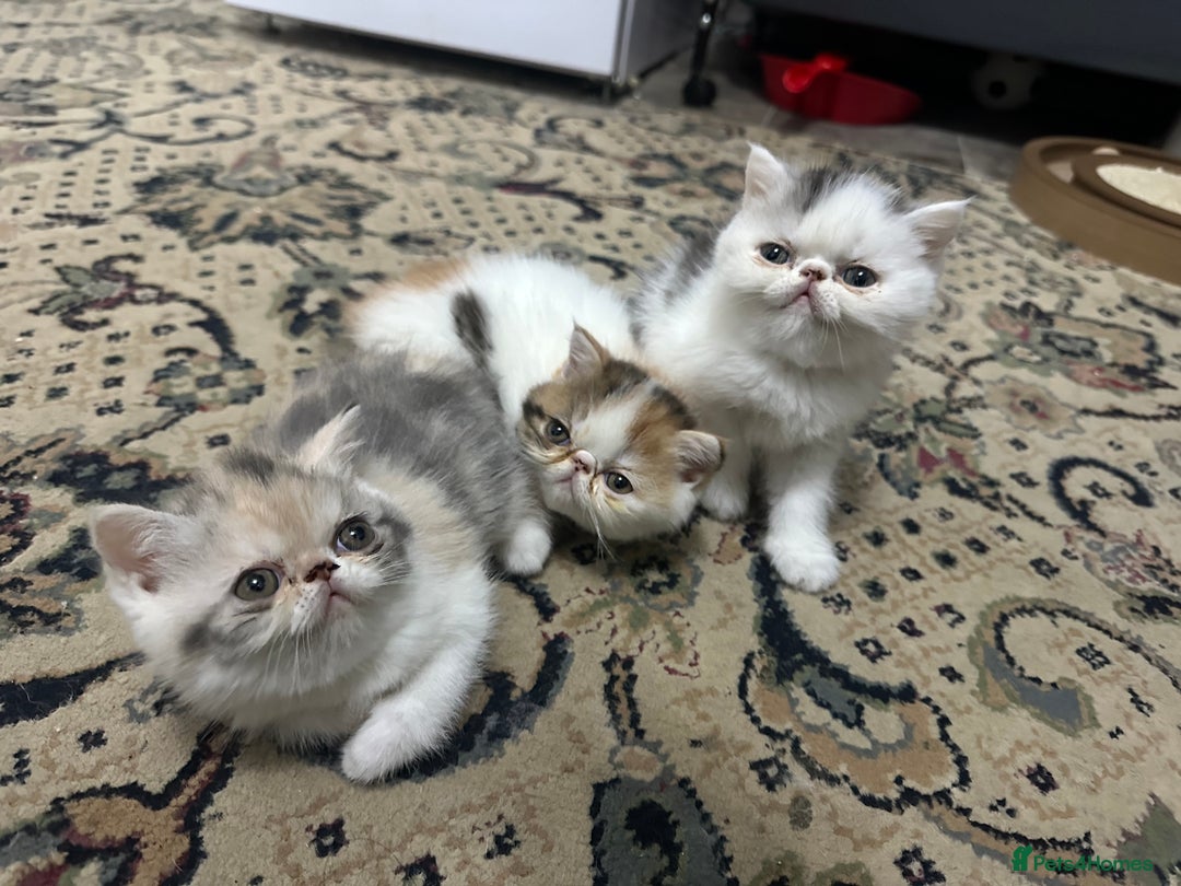 Exotic cats for sale: Lovely Exotic kittens ready to go - Advert 2