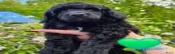 Miniature Poodle dogs for sale: Final 2 - health tested - exceptional quality  - Advert 10