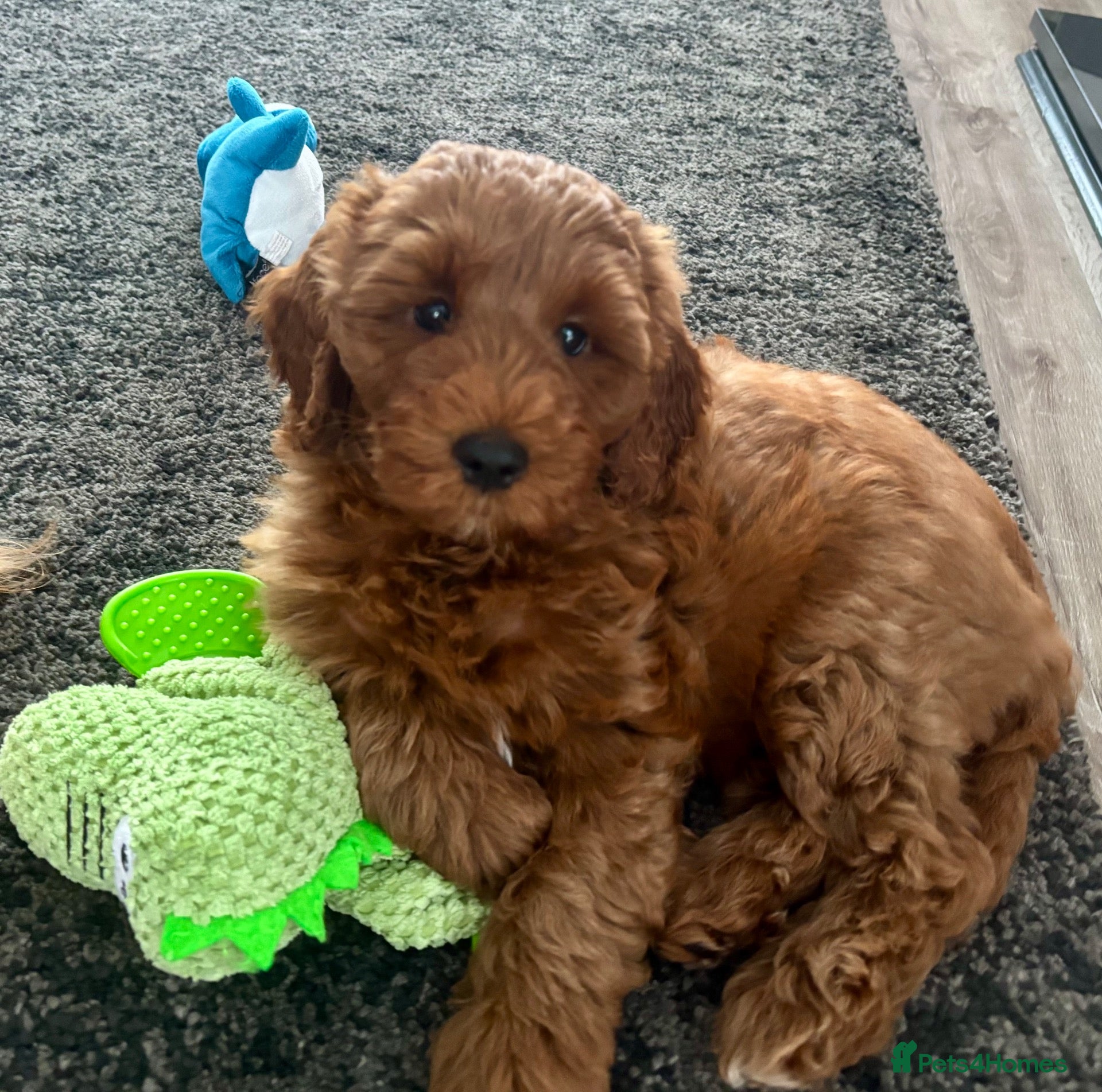 Australian Labradoodle dogs Australian Mini Double Doodle 1 GIRL Remaining ! - Advert 2