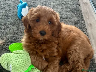 Australian Labradoodle dogs Australian Mini Double Doodle 1 GIRL Remaining ! - Advert 2