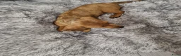 Dachshund dogs for sale: 4 Beautiful miniature dachshund puppies  - Advert 7