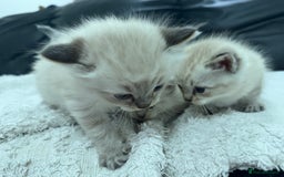 Ragdoll cats for sale: Ragdolls  - Image 4