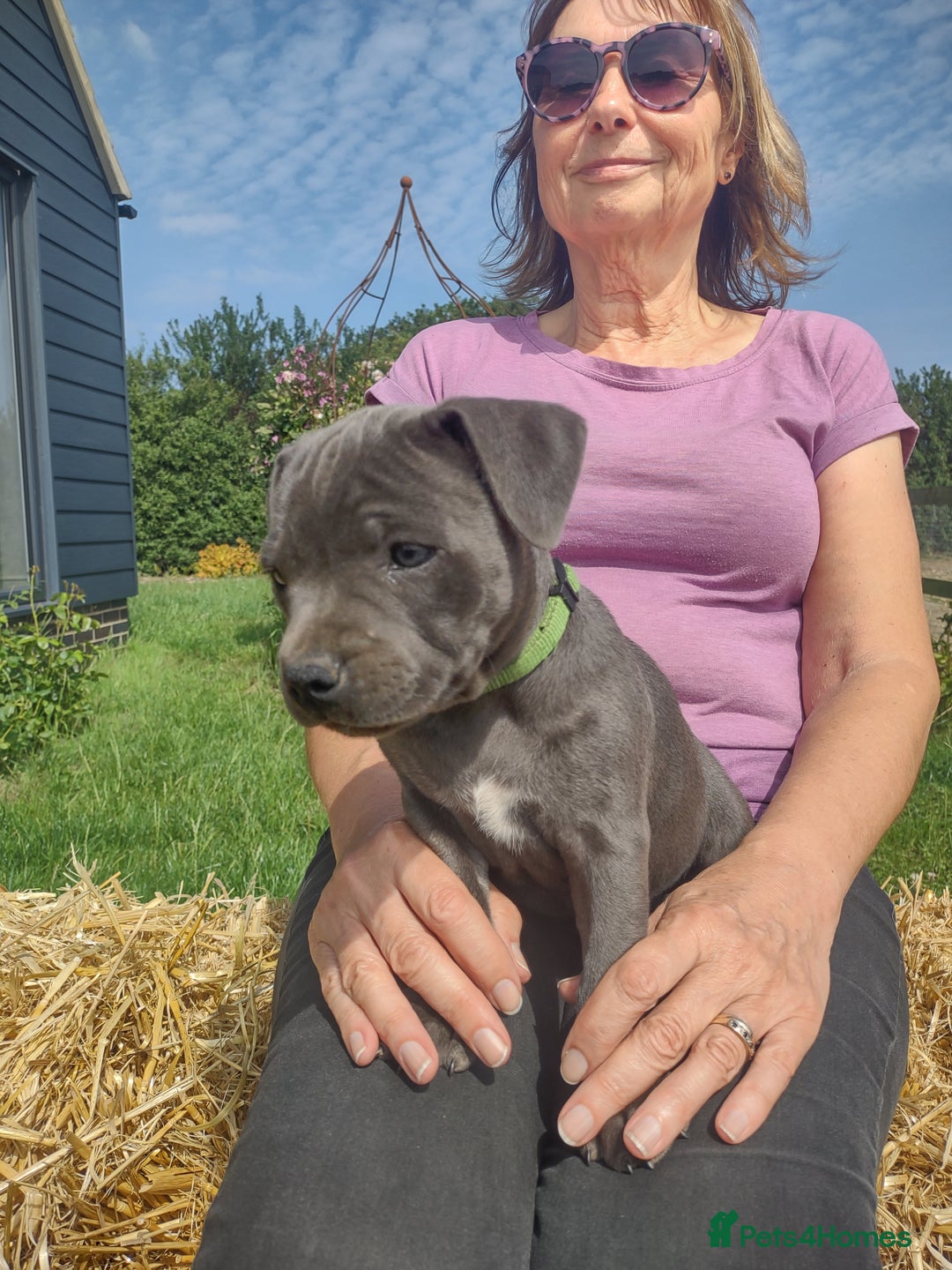 Staffordshire Bull Terrier dogs for sale: Chunky Staffy pups 💕 2 girls left, Ready to leave - Image 10
