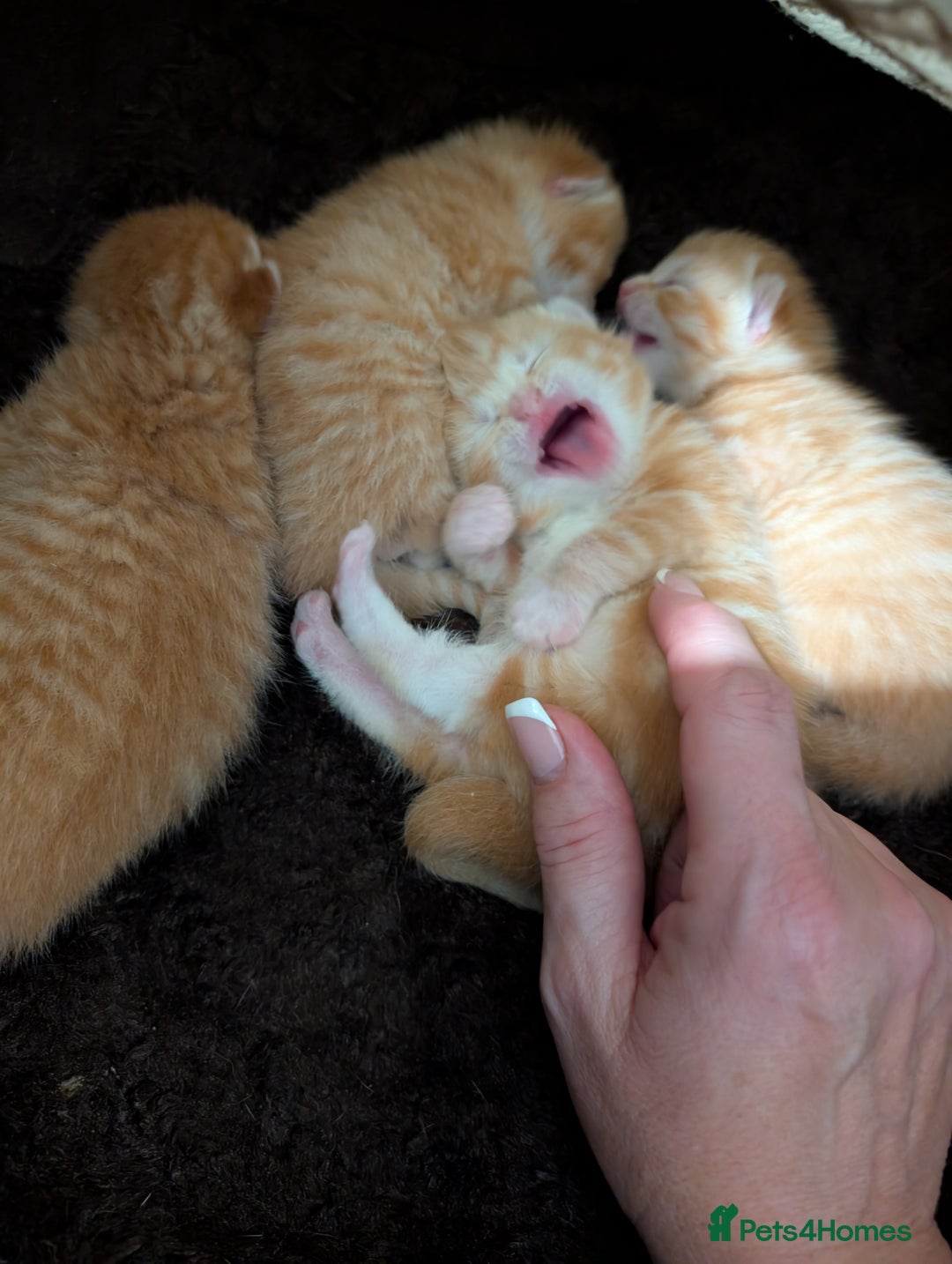 Mixed Breed cats for sale: 4 Beautiful Ginger Kittens - Advert 4