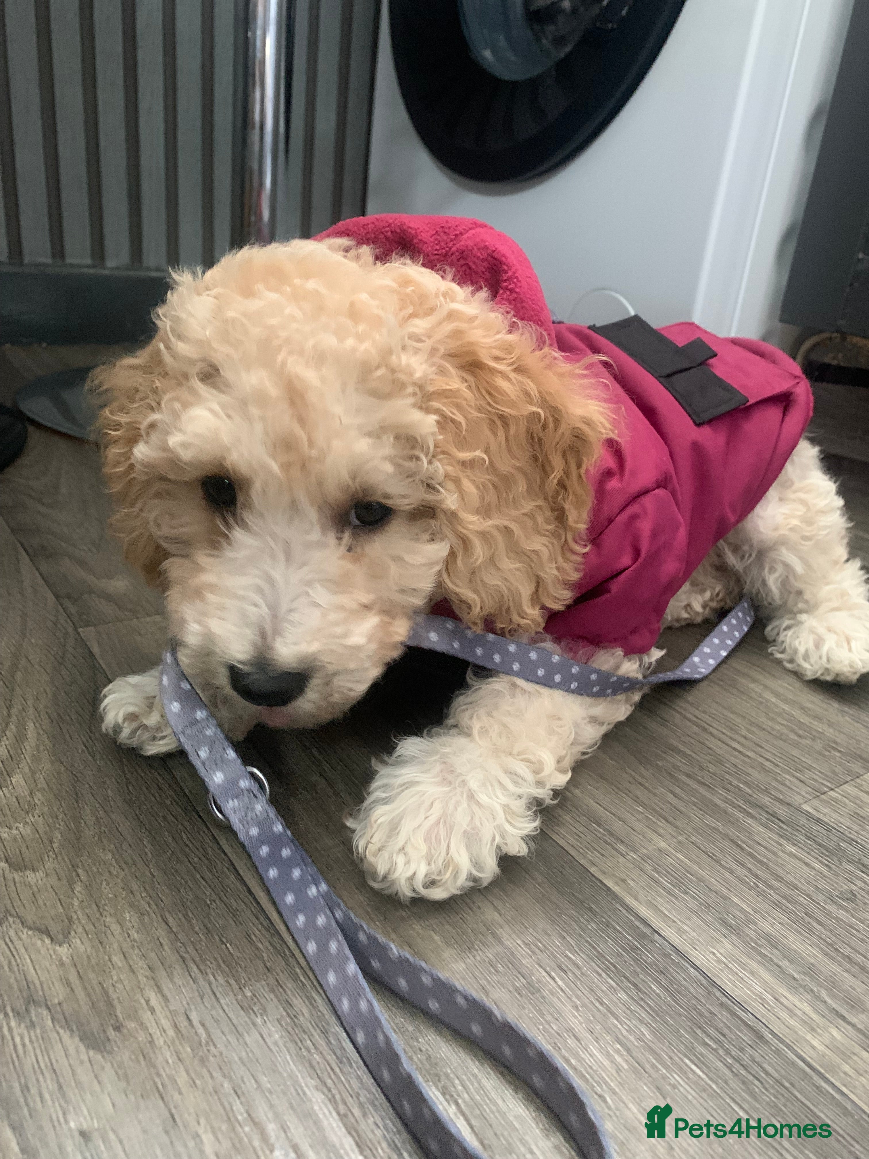 Labradoodle dogs Miniature Labradoodle  - Advert 10