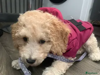 Labradoodle dogs Miniature Labradoodle - Advert 4