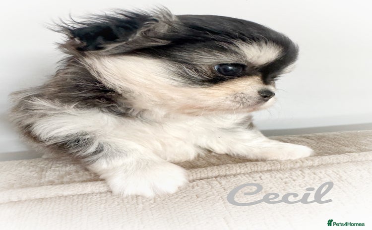 Chihuahua dogs - Advert 3