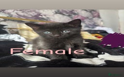 Ragdoll cats for sale: Half ragdoll kittens - Image 9