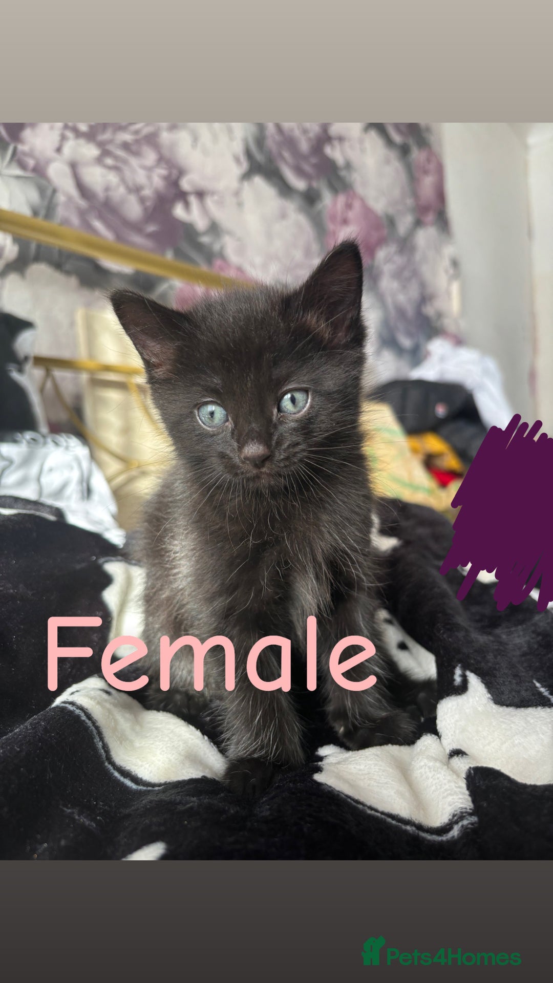 Ragdoll cats for sale: Half ragdoll kittens - Image 9