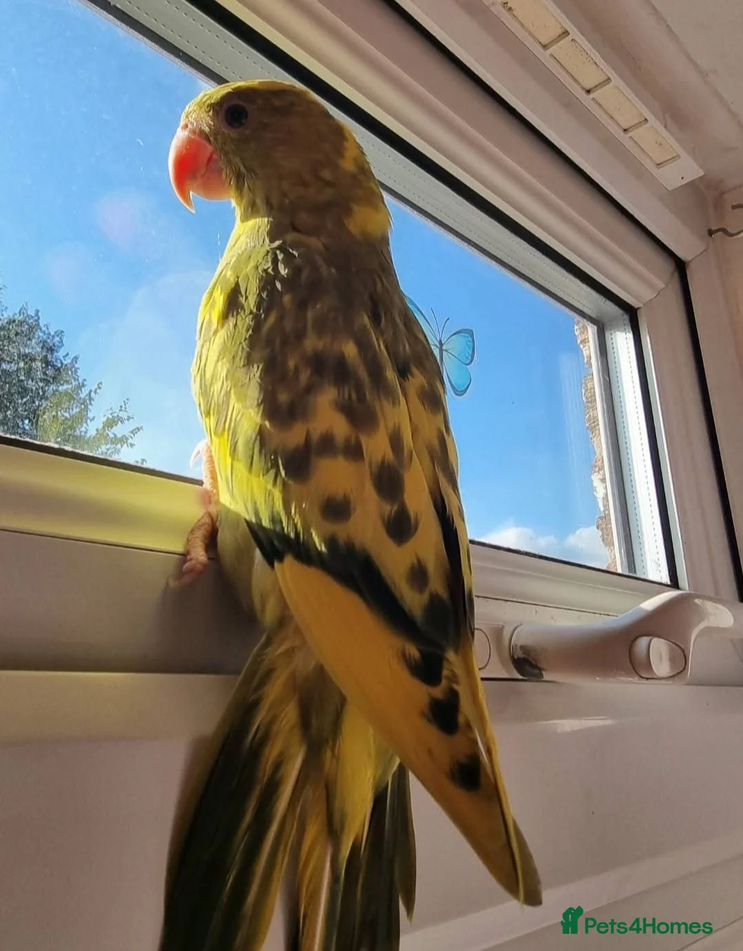 Ringnecks birds for sale: Beautiful female ringneck  - Advert 5