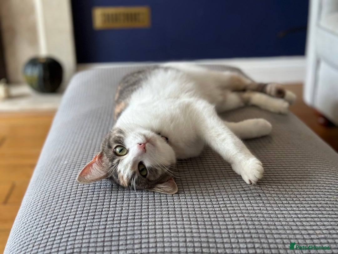 Maine Coon cats for sale: Maine coon cross sisters  - Advert 6