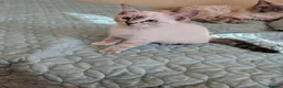 Mixed Breed cats for sale: Blue eyed ragdoll mix kittens - Advert 17