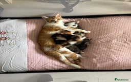 Domestic Shorthair cats for sale: Litter of 9 Beautiful Kittens - Image 12