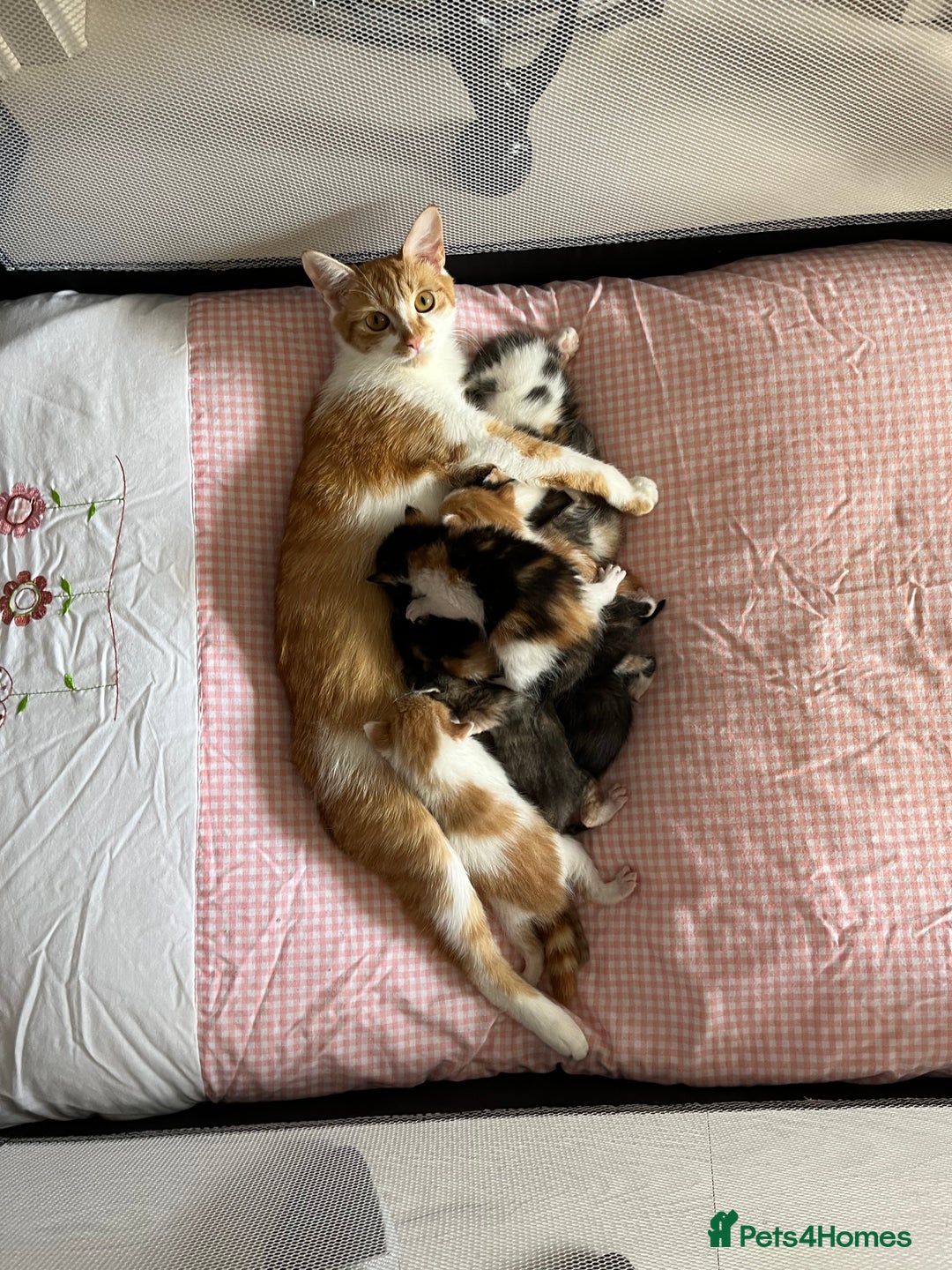 Domestic Shorthair cats for sale: Litter of 9 Beautiful Kittens - Image 12
