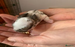 Rex rabbits for sale: Friendly velvety rex rabbits for sale - Image 10