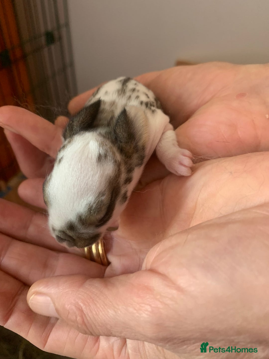 Rex rabbits for sale: Friendly velvety rex rabbits for sale - Image 10