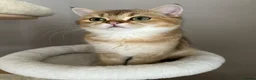 British Shorthair cats for sale: LAST GOLDEN KITTEN LEFT  - Advert 6