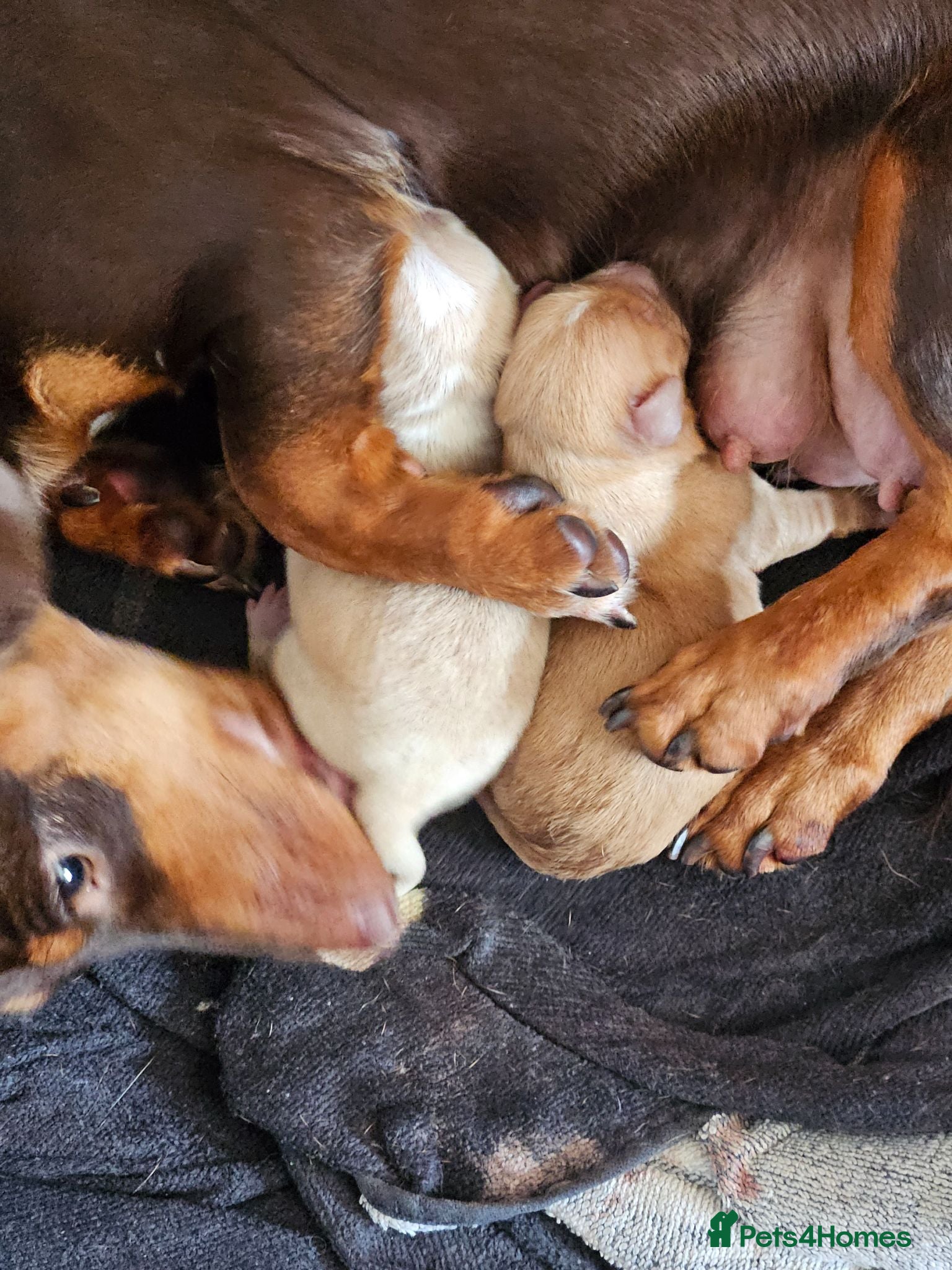 Mixed Breed dogs Dachshund cross pomeranian puppies - Advert 1