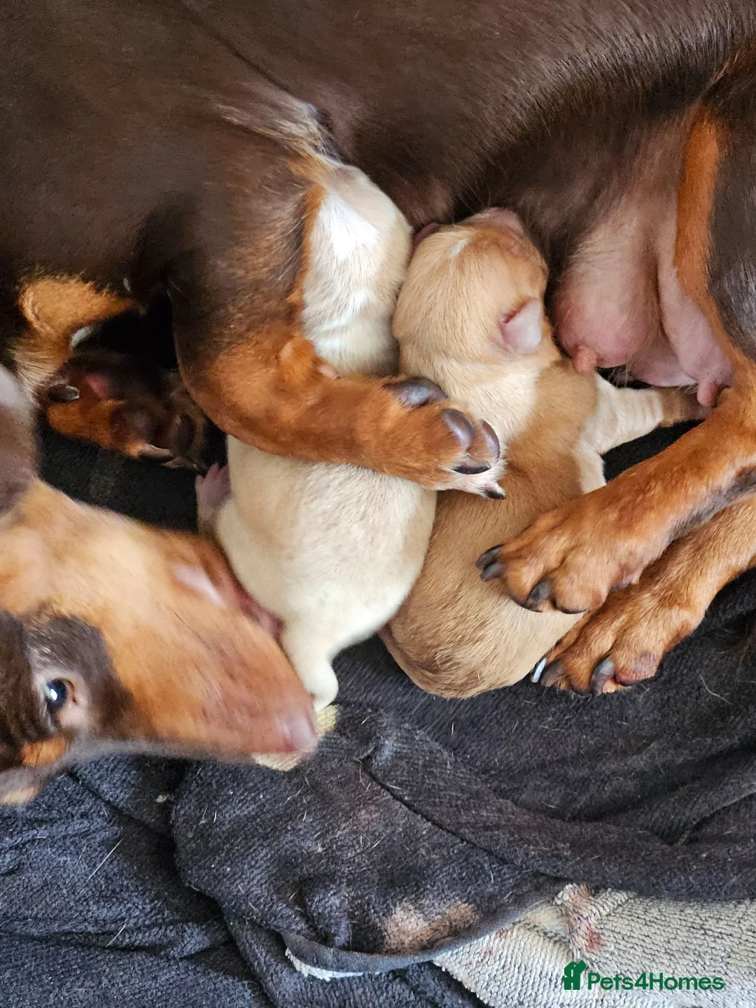 Mixed Breed dogs for sale: Dachshund cross pomeranian puppies in Rowley Regis - Advert 1
