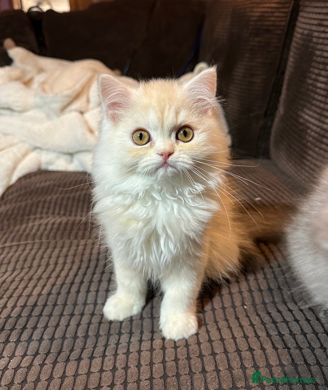 Persian cats for sale: 2 gorgeous cuddly Persian baby boys💙 - Advert 13