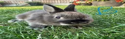 Netherland Dwarf rabbits for sale: Netherland Dwarf Rabbits For Sale - Advert 15