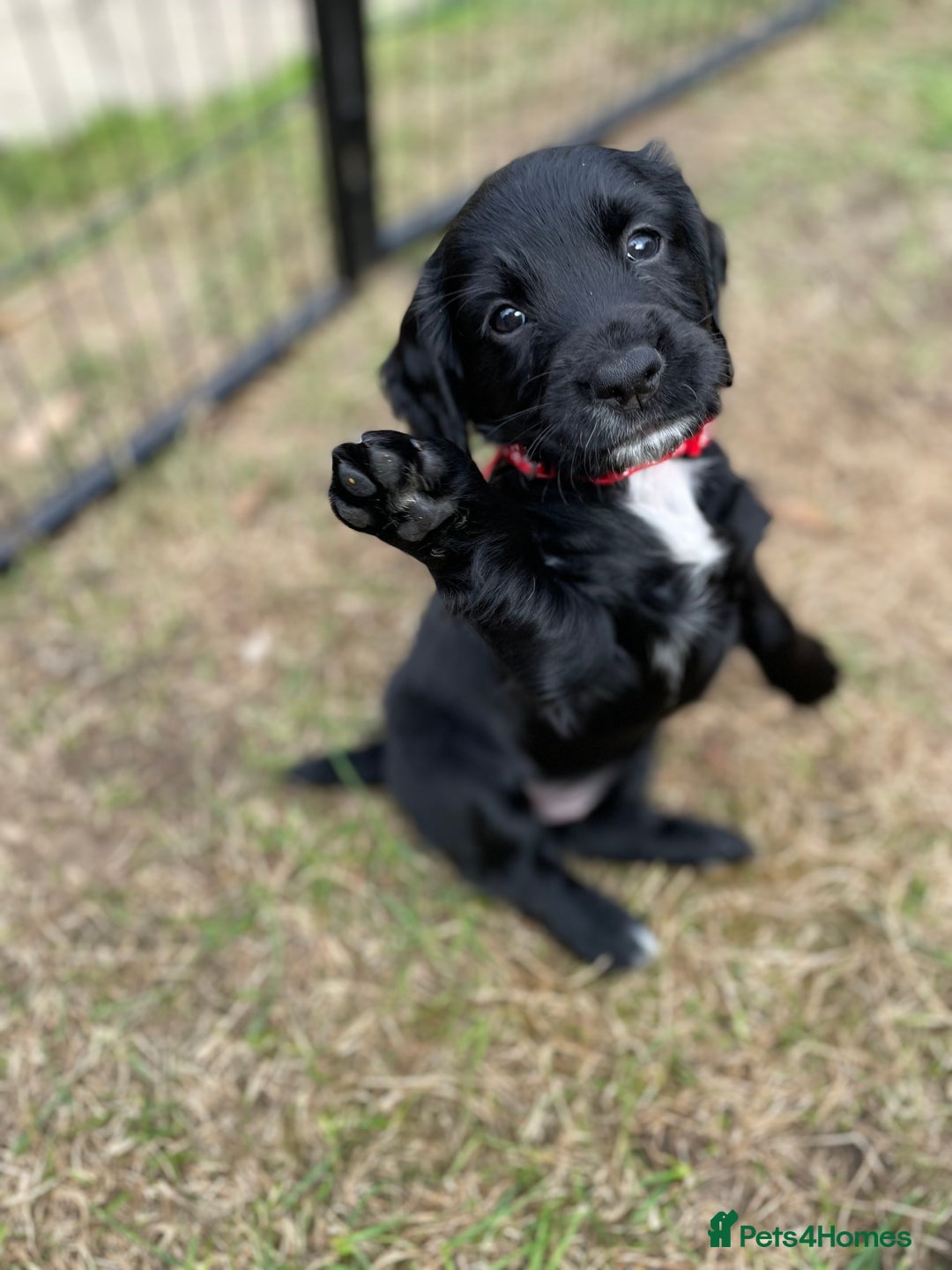 Cocker Spaniel dogs for sale: Working Cocker Spaniel puppies - Image 9