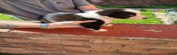 Border Collie dogs for sale: BORDER COLLIE PUPS - Advert 11