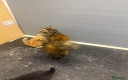 Mixed Breed cats for sale: Beautiful mixed exotic kittens  - Image 10