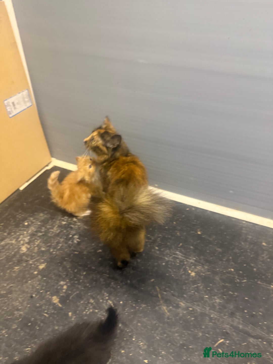 Mixed Breed cats for sale: Beautiful mixed exotic kittens  - Image 10