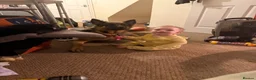 German Shepherd dogs for sale: 1 year old german shepherd  in Doncaster - Advert 6