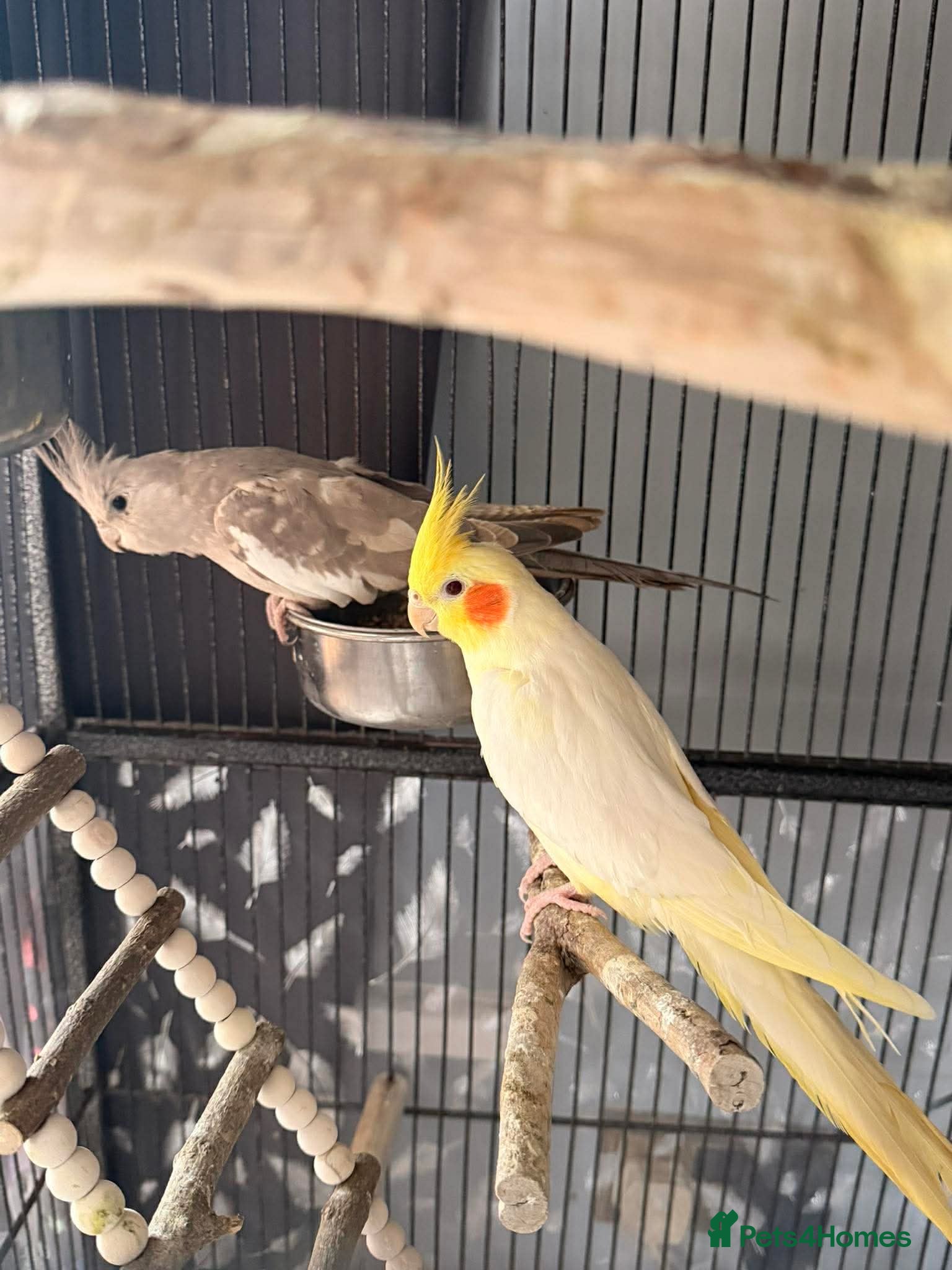 Cockatiels birds Pair of young cockatiels  - Advert 1