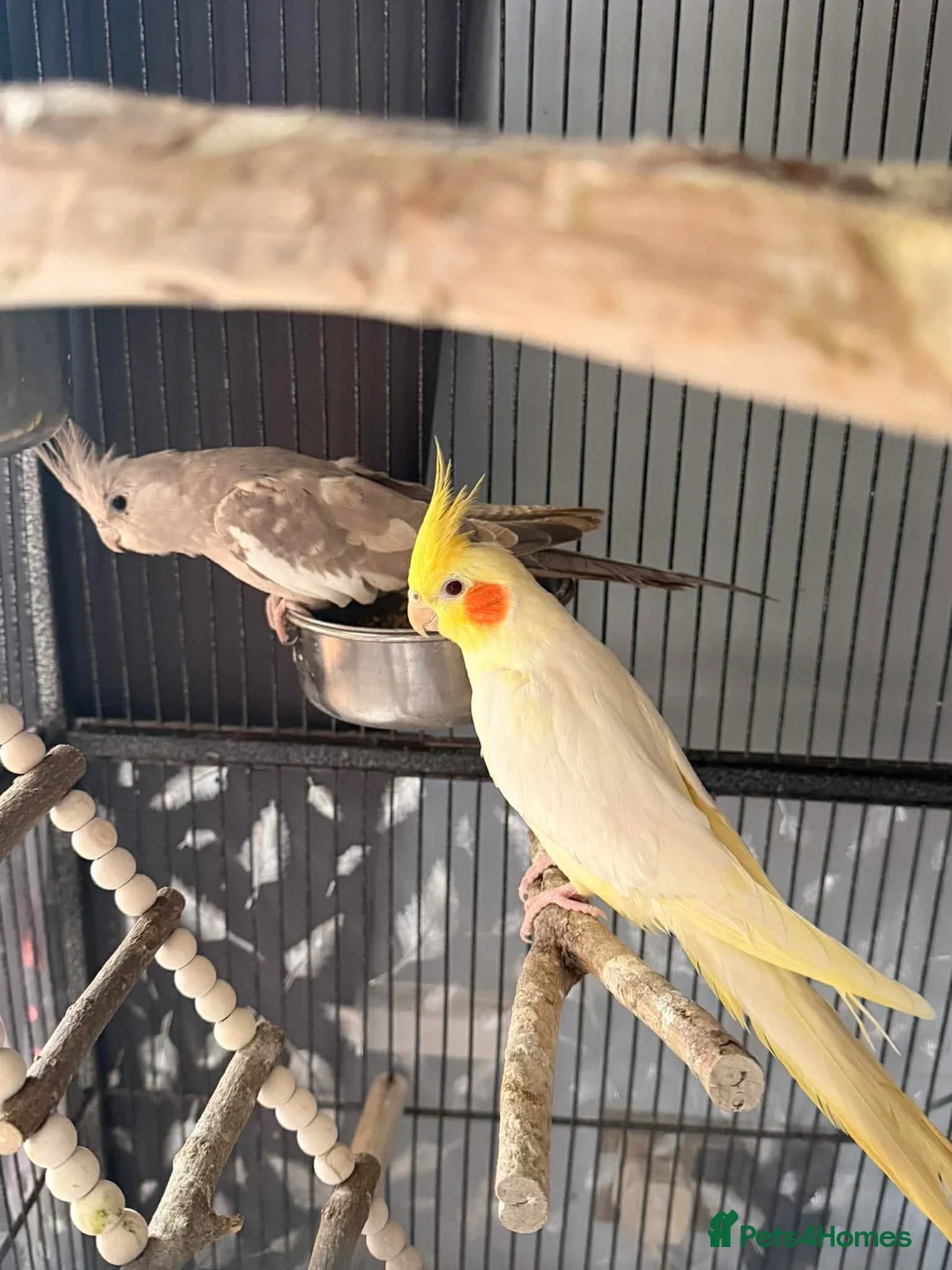 Cockatiels birds for sale: Pair of young cockatiels  - Advert 1