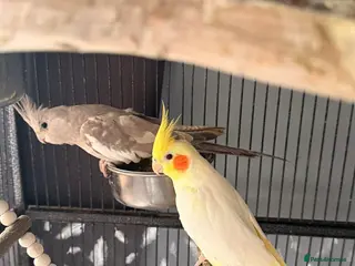 Cockatiels birds Pair of young cockatiels - Advert 1