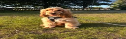 Cocker Spaniel dogs for stud: Stud Male Show Cocker Spaniel - Advert 2