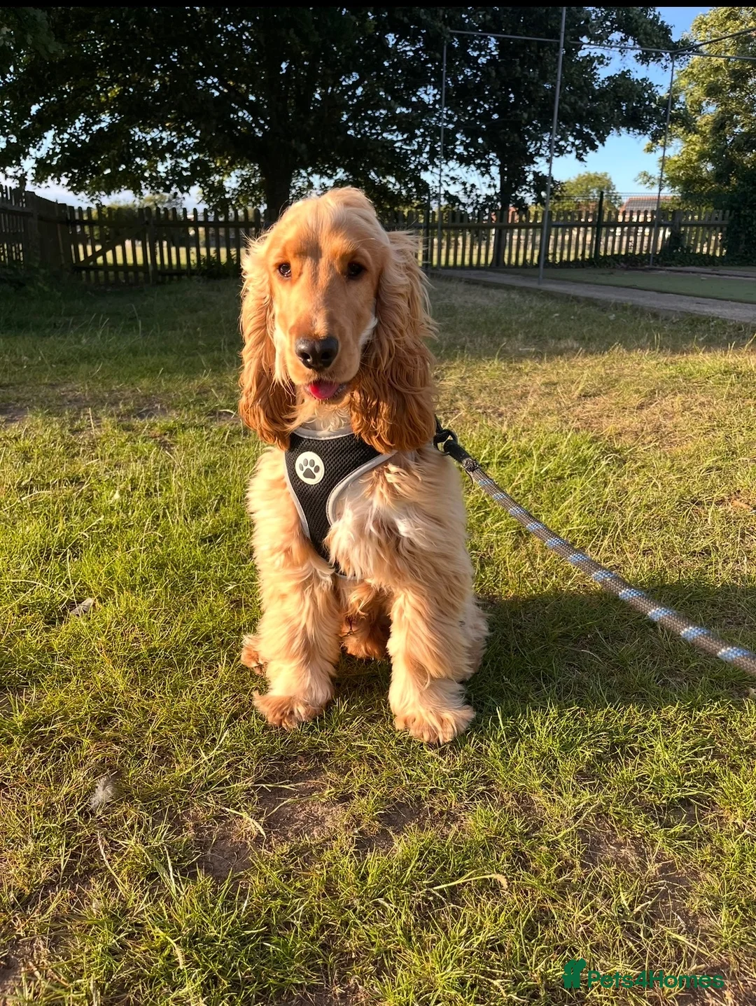 Cocker Spaniel dogs for stud: Stud Male Show Cocker Spaniel - Advert 2