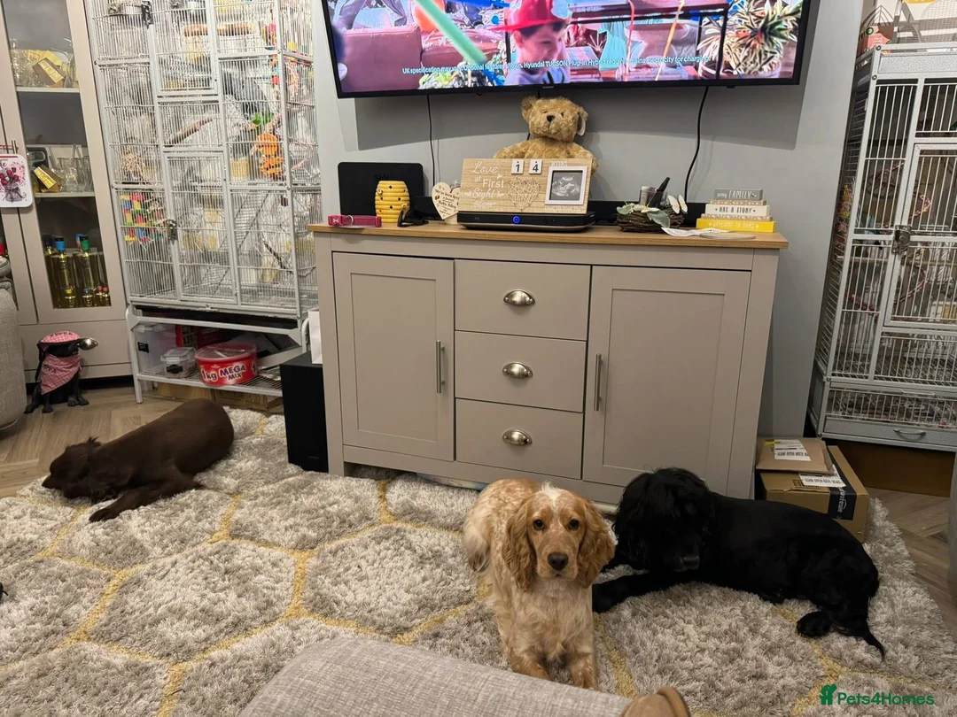 Cocker Spaniel dogs for sale: 4 year old cocker spaniels  - Advert 4