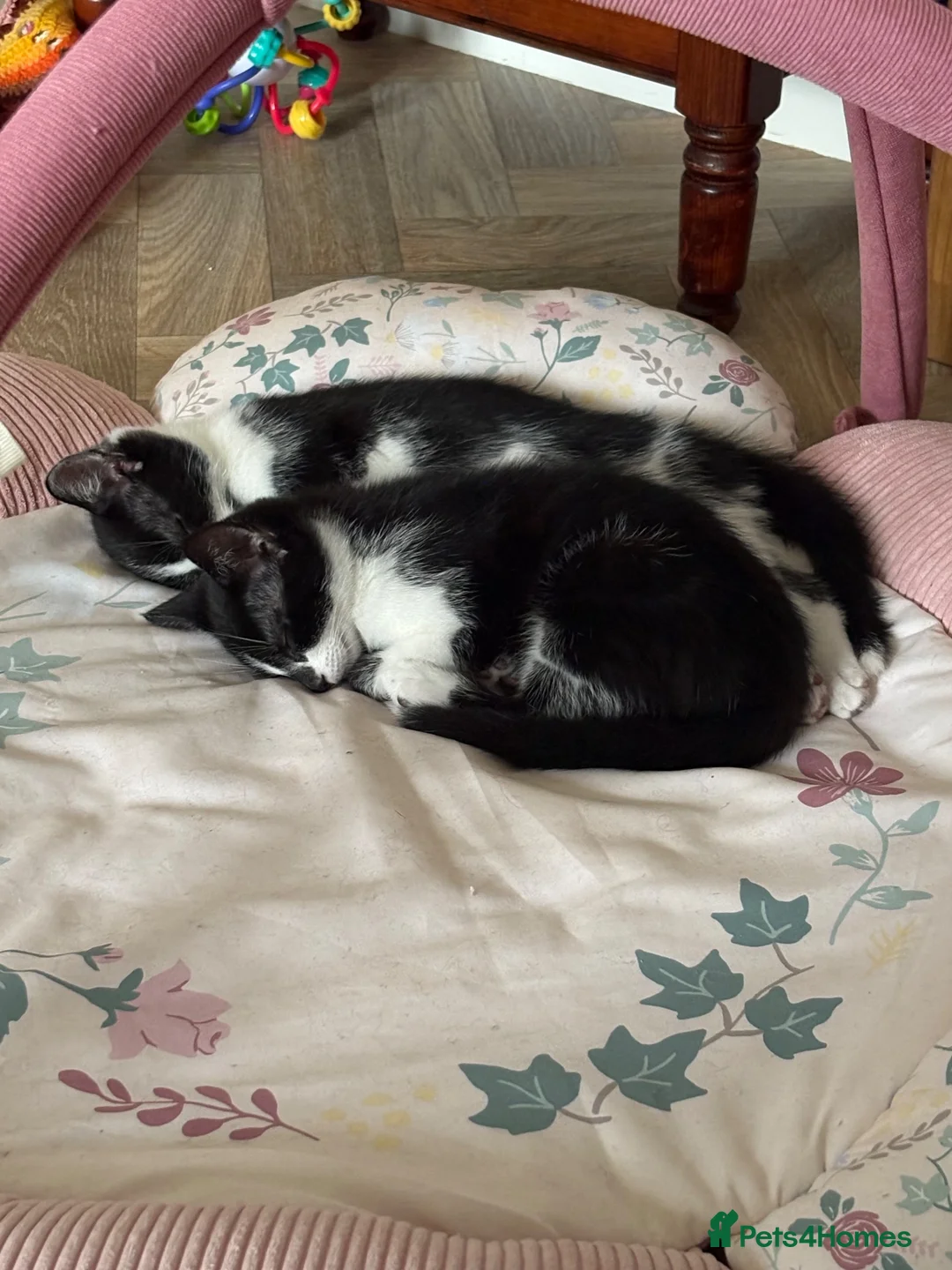 British Shorthair cats for sale: 2 male kittens in Kettering - Advert 2