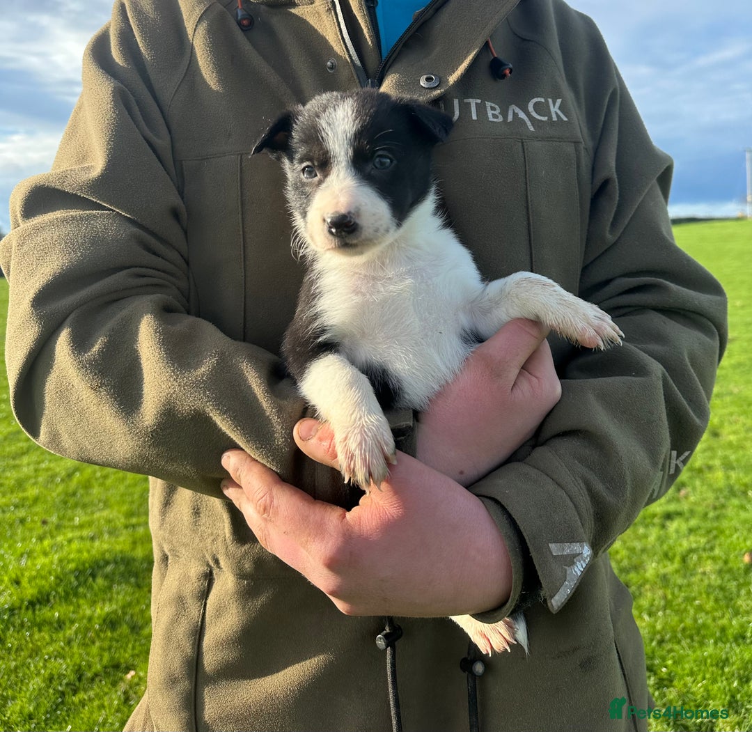 Border Collie dogs for sale: Border collies for sale - Advert 3