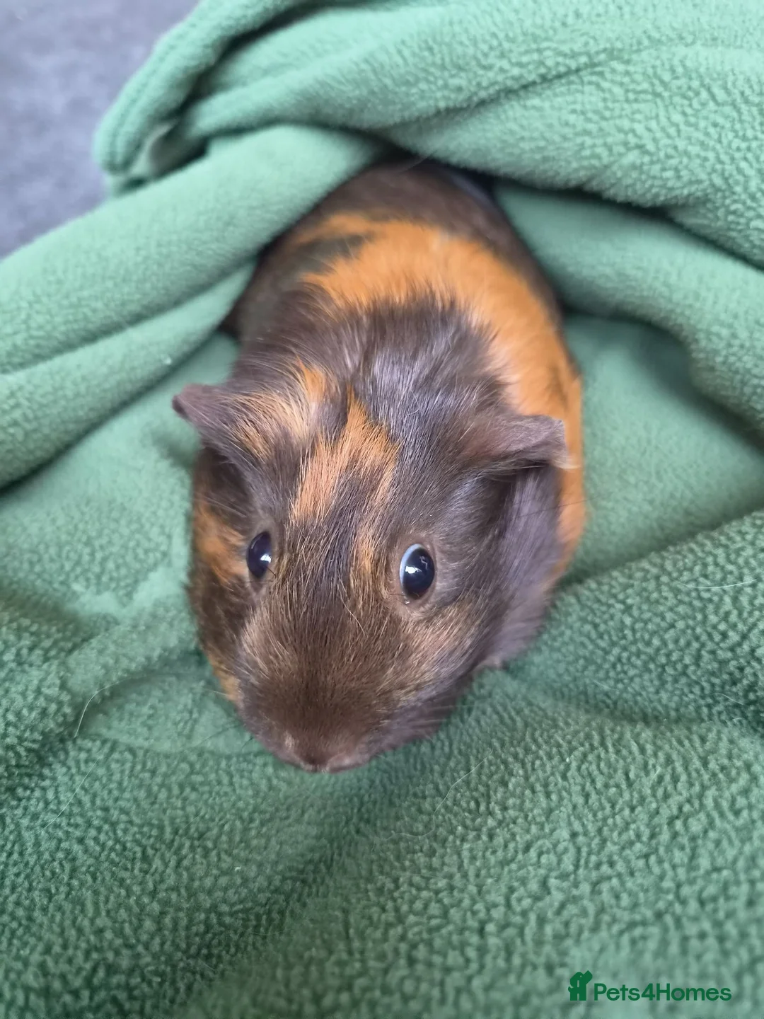 Guinea Pig rodents for sale: Female Guinea Pig for sale in Tamworth - Advert 2