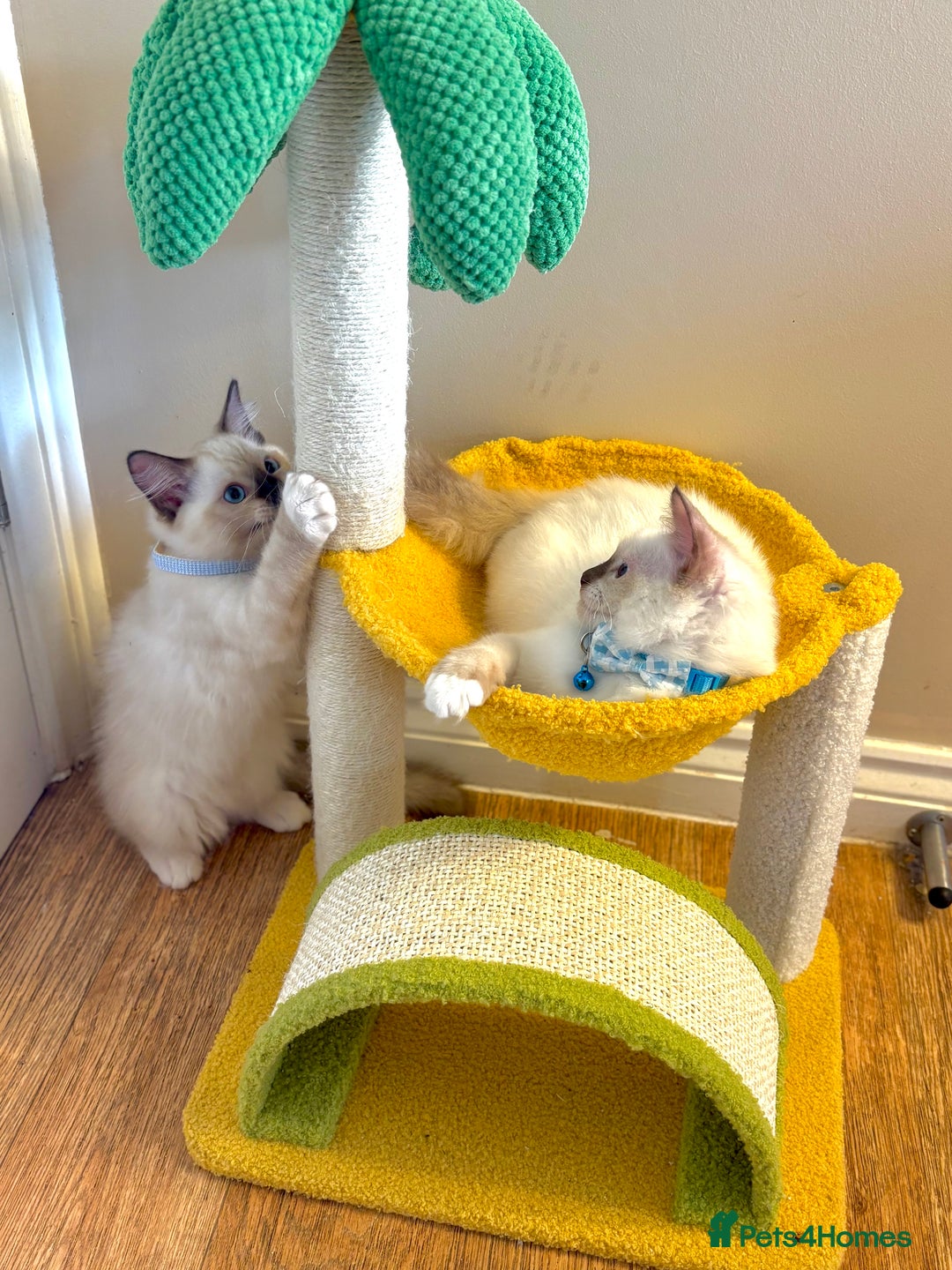 Ragdoll cats for sale: Show Quality TICA Reg Kittens - Champ Bloodline  - Image 4